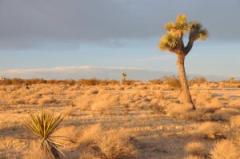 Leg-0032-Mojave-Desert
